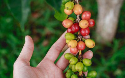 Identification of Coffee and Where It’s Grown