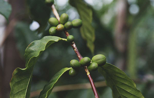 How Is Coffee Harvested and Processed?