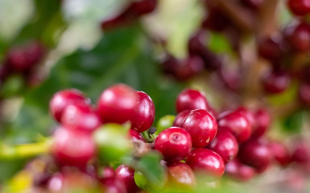 What is Specialty Coffee