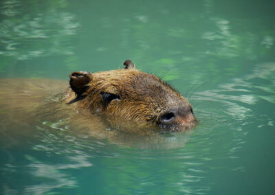 Swimming Capybara at the Brevard Zoo Melbourne Florida