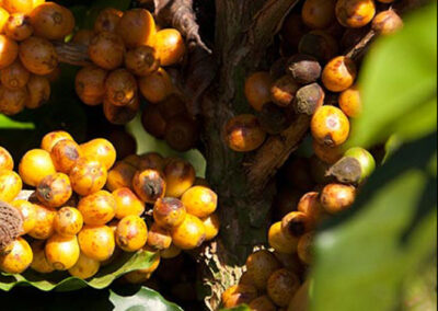 Nutty Anteater Coffee Plant Yellow Catuai