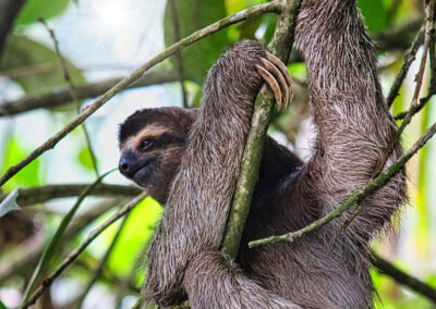 Three Toed Sloth hanging around in a tree