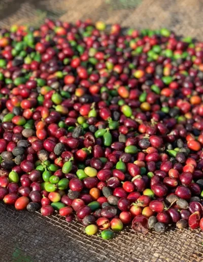 Amsterdam Joe Coffee Cerrado Brazil