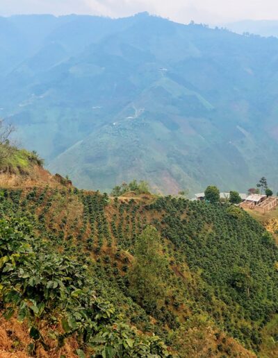 Colombia coffee growing region