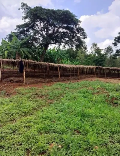 Farm Big City Joe Coffee