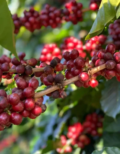 Great Heights Joe Coffee Brazil Cerrado