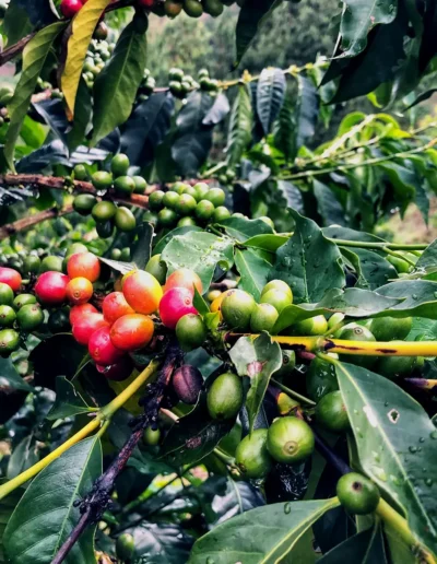 La Familia Guarnizo Joe Coffee Plant