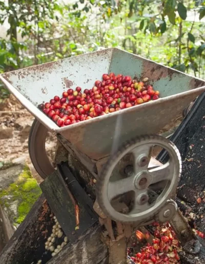 Mexico-Oaxaca-coffee-cherry