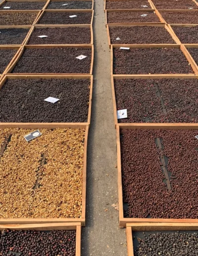 The Waverly Natural Washed Process Coffee at the coffee farm