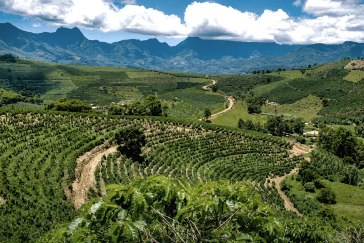 Brazil Commercial Coffee Production Large coffee farm in Brazil producing commercial coffee