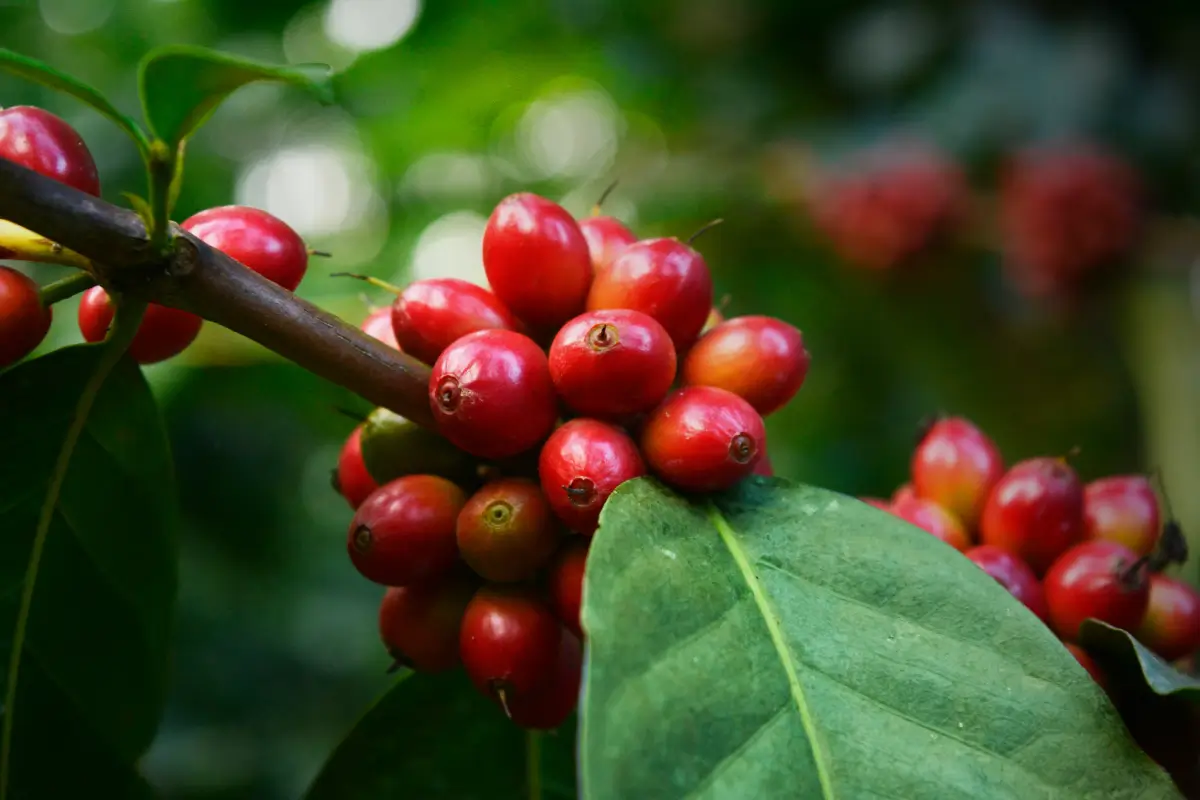 Coffee Cherries and Early Coffee Origins Ripe coffee cherries growing on a coffee plant