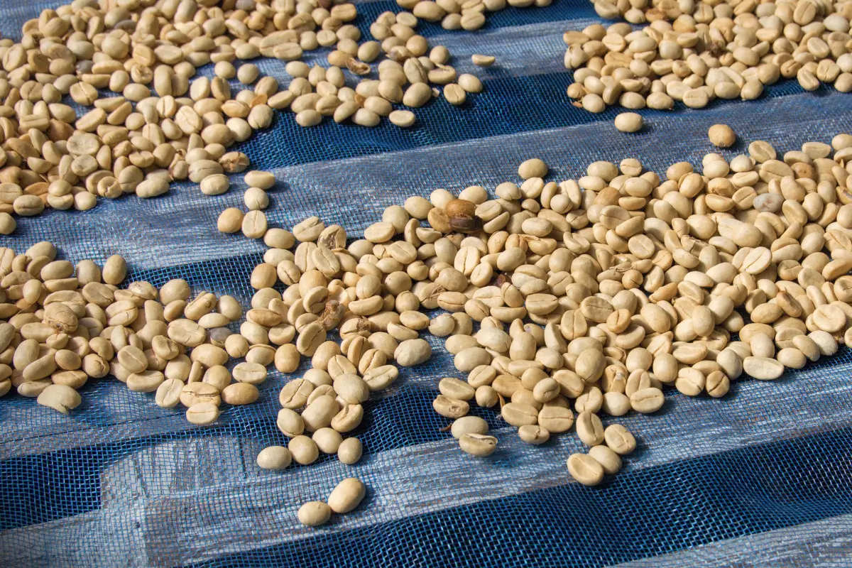 Coffee Drying Process Coffee cherries drying on raised beds during processing