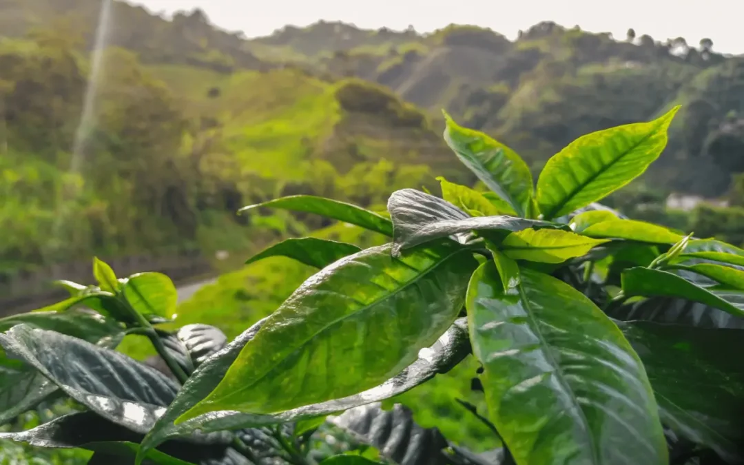 Coffee Growing Regions Around the World