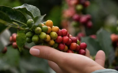 How Is Coffee Harvested and Processed?