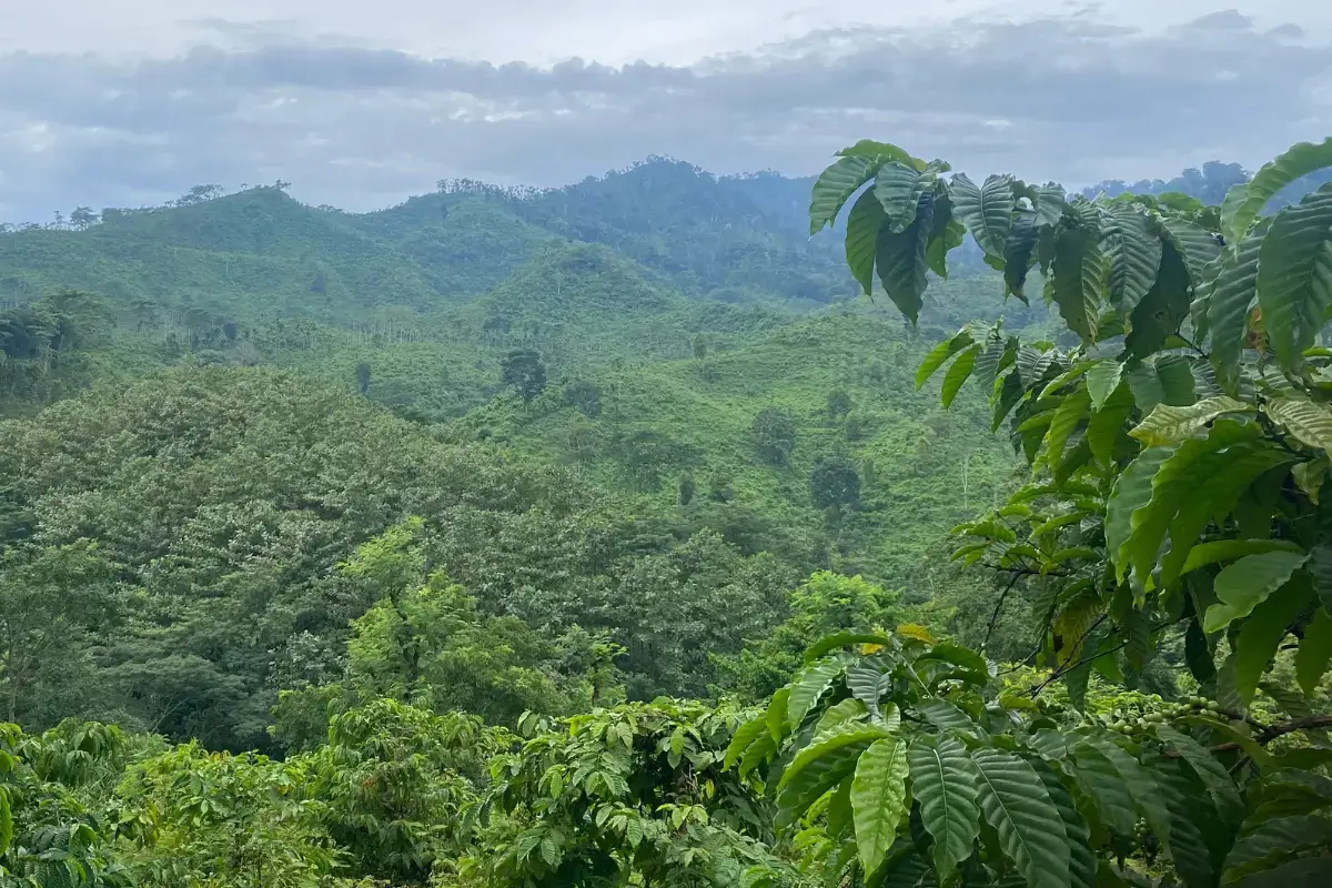 Coffee Growing Regions Around the World Coffee farms located in major coffee-growing regions