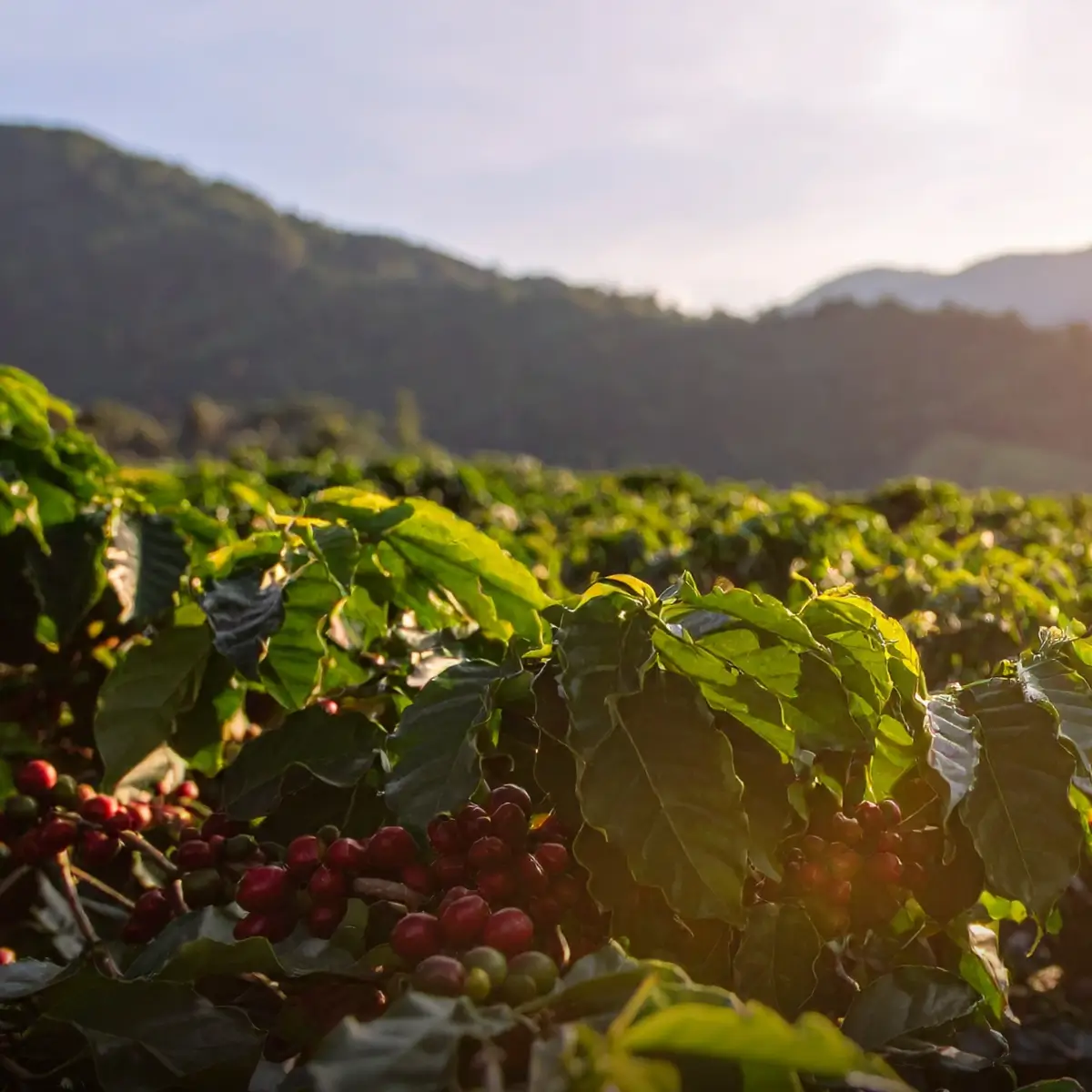Ripe coffee cherries growing on a high-elevation mountain farm