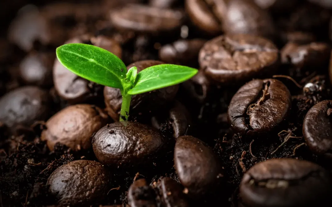 The History of Coffee: From Ancient Origins to Your Cup