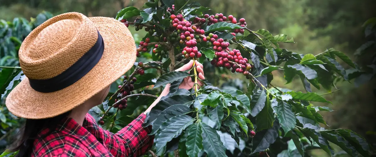 Ripe Coffee Cherries Growing on a Coffee Plant Farmer inspecting ripe coffee cherries growing on a coffee plant