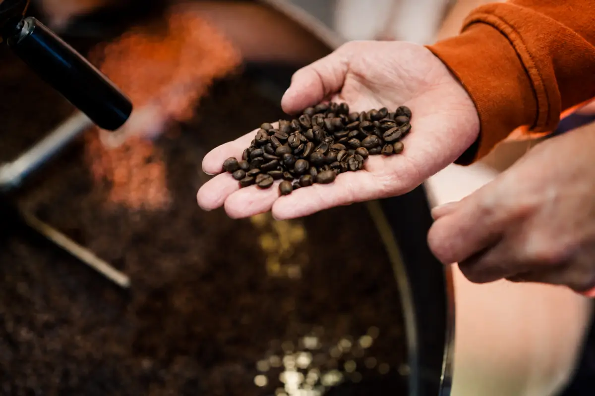 Small batch coffee roaster inspecting freshly roasted coffee beans