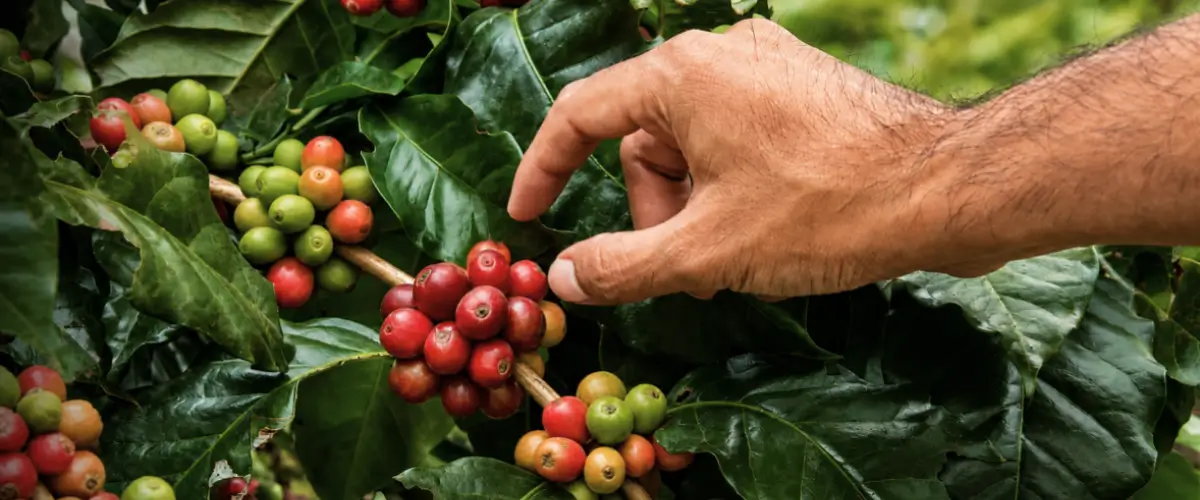 Coffee cherries growing on a coffee plant, the starting point of specialty coffee production